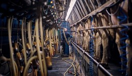 Hampshire: Whitewool Farm's genomic success
